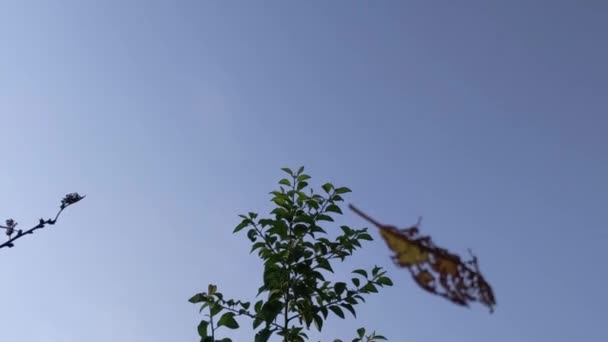 Φύλλα Δαμάσκηνου Τρώγονται Από Γιαπωνέζικο Σκαθάρι Στον Οπωρώνα — Αρχείο Βίντεο