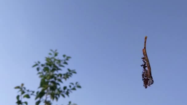Frunzele Copac Sunt Mâncate Gândacul Japonez Livadă — Videoclip de stoc