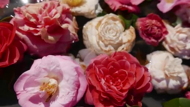 Handheld Strzał Nad Camellia Kwiaty Pływające Wodzie — Wideo stockowe