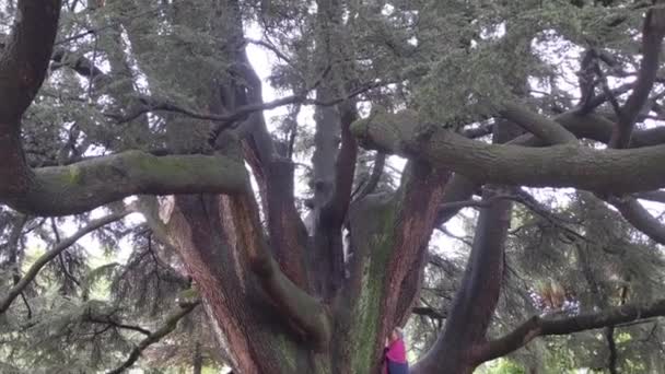 イタリアの品種 2023年5月12日 エステンセ宮殿庭園公共公園のレバノン杉の木の隣の女性 — ストック動画