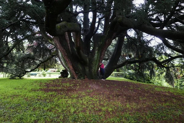 Varese Talya Mayıs 2023 Estense Sarayı Bahçelerindeki Lübnan Sedir Ağacının — Stok fotoğraf