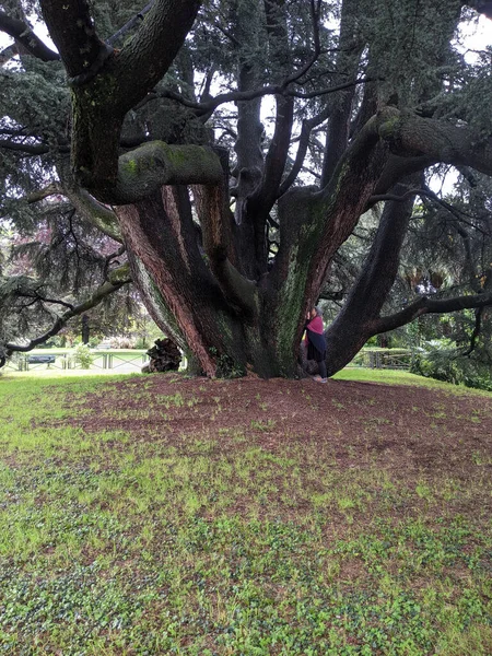 Varese Italy May 2023 Woman Next Lebanon Cedar Tree Estense — Stock Photo, Image