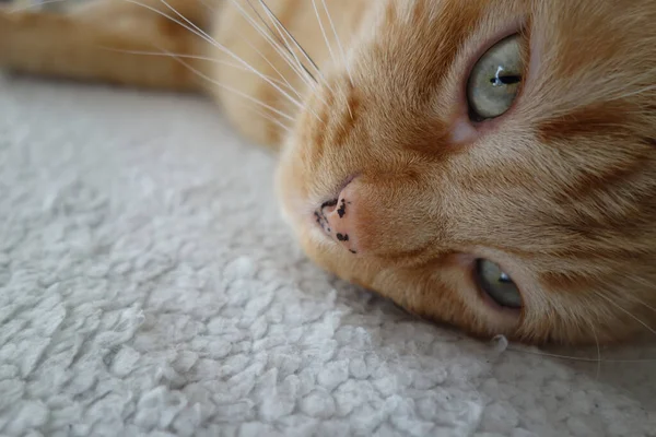 Gato Rojo Hermosa Cara Tendido Casa —  Fotos de Stock