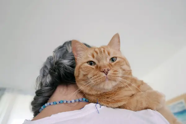 女人肩膀上的大红猫 — 图库照片