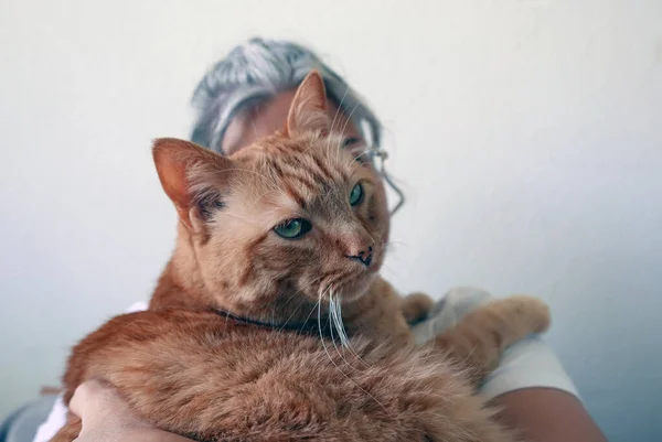 女性の肩の上の大きな赤い猫 — ストック写真