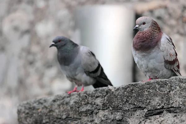 Two Pigeons Medieval Walls Bellinzona Switzerland — Stock Photo, Image