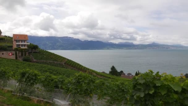 Lausanne Switzerland Underbara Terrasserade Vingårdar Lavaux Leman Lake — Stockvideo