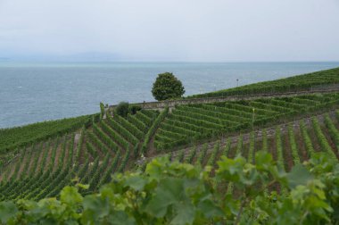 LAUSANNE, SWitness ZERLAND, Leman Gölü 'ndeki Lavaux' nun harika teraslı üzüm bağları