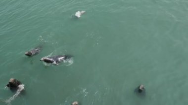 İrlanda Howth limanında bir grup fok balığı.