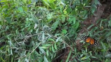 Malahide botanik bahçesinde kelebekler, İrlanda
