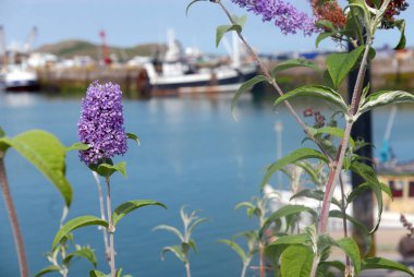 İrlanda 'nın doğu kıyısındaki rıhtımlar