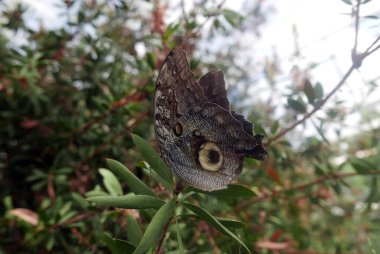 Great owl butterfly in the botanical garden Malahide, Ireland clipart