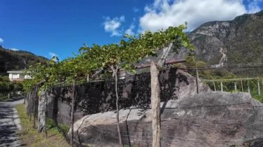 Blenio Vadisi 'ndeki üzüm bağları, Canton Ticino, İsviçre