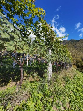 Vineyards with Ripe Red and White Grapes Ready for Harvesting clipart