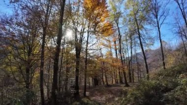 Sonbahar mevsiminde renkli ağaçlar, Vigezzo Vadisi, İtalya