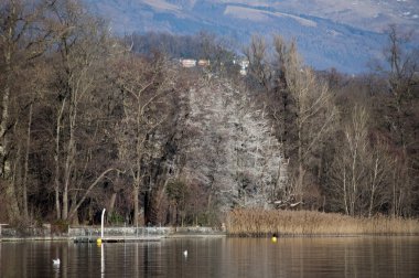 Cormorant  bird droppings on trees along Lugano Lake, Switzerland clipart