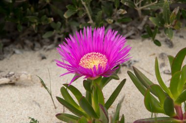 Kumsaldaki yabani çiçek, Porto Sezaryo, İtalya