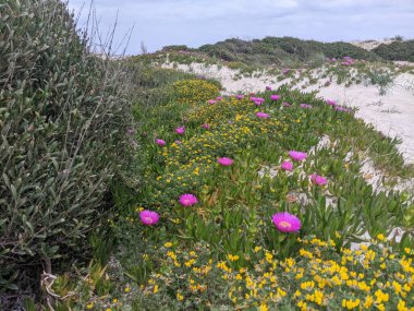 Kumsalda yabani çiçekler, Port Sezaryo, İtalya