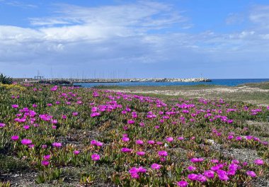 Salento, İtalya 'da kumlu plajda yabani pembe çiçek