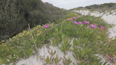 Kumsaldaki yabani çiçek, Porto Sezaryo, İtalya
