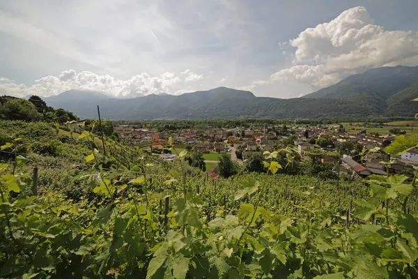 İsviçre, Canton Ticino, Cugnasco üzüm bağı çiftliği