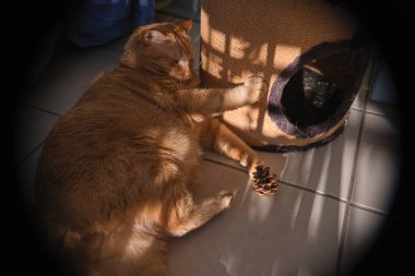 Kırmızı Avrupalı kedi bir kozalakla oynuyor