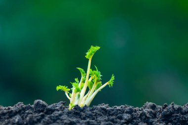 Yeni filizlenen bitki fidanlarının yakın çekimi. eko kavramı