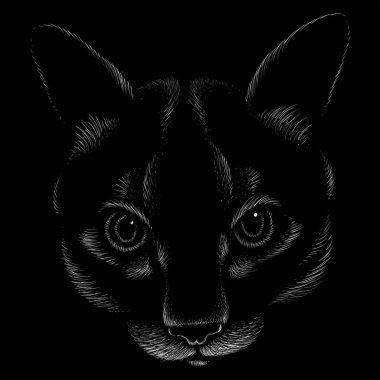 Dövme ya da tişört tasarımı için Vektör logosu. Şirin baskı tarzı kedi arka planı. Bu el çizimini siyah kumaş ya da tuval üzerinde yapmak iyi olurdu.