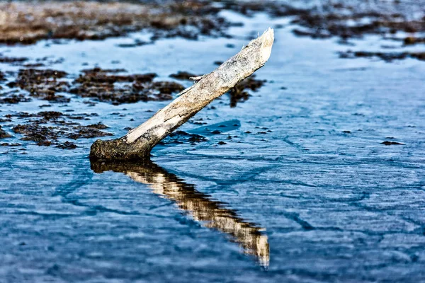 Ramo Árvore Morto Refletido Água Gialova Lagoa Grécia — Fotografia de Stock