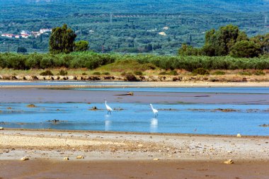 Balıkçıllar Gialova gölünün sığ sularında yiyecek bir şeyler ararlar. Yunanistan.