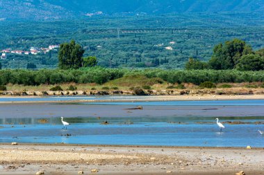 Balıkçıllar Gialova gölünün sığ sularında yiyecek bir şeyler ararlar. Yunanistan.