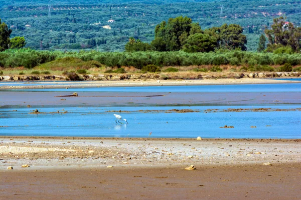 苍鹭在加洛瓦泻湖的浅水中涉水觅食 — 图库照片