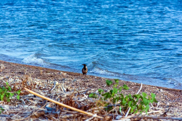 Burung Berjalan Sepanjang Pantai Laut Pantai Gialova Yunani — Stok Foto