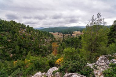 Firavun ormanı arka plan görüntüsü. Yunanistan 'ın Avlonas kenti yakınlarındaki dağda kozalaklı ağaçlar ve ormanlar.