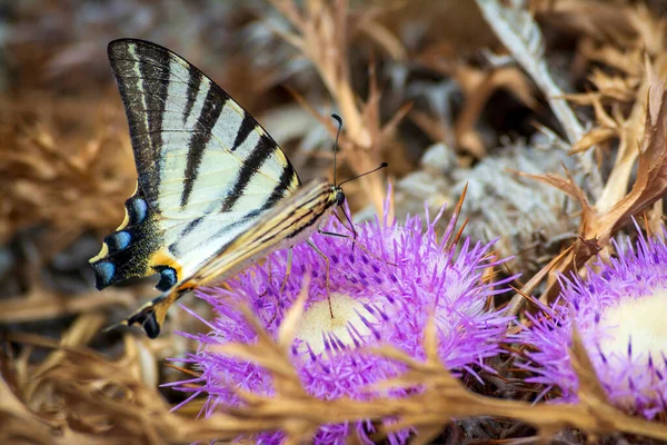 夏にギリシャの山の上の明るいピンクの花に蝶 ギリシャ — ストック写真