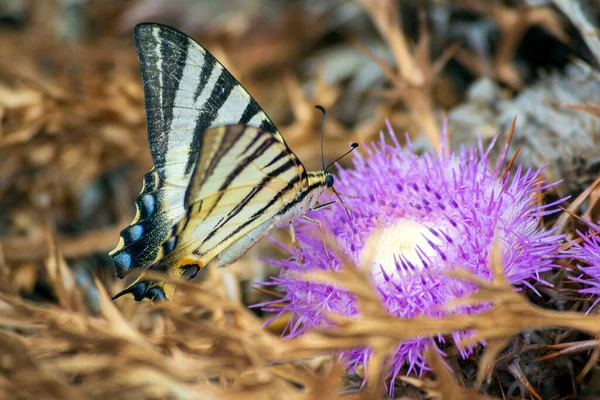 Бабочка Ярко Розовом Цветке Горе Греции Летом Греция — стоковое фото