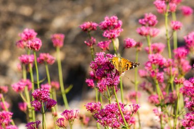 Vanessa cardui butterfly, (the painted lady), sitting on a pink flower. Greece.