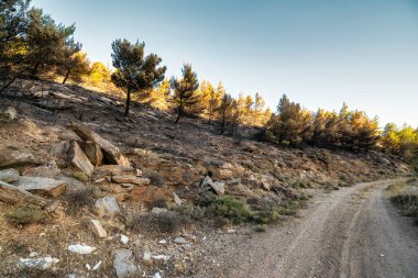 Yıkıcı bir yangından sonra ormanda yanan ağaçlar. Penteli Dağı, Yunanistan.
