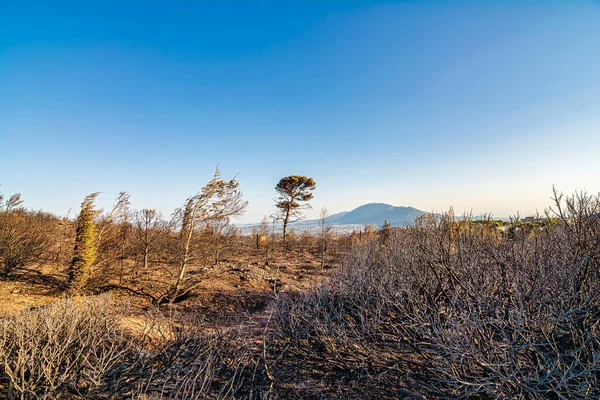 나무들 버렸습니다 그리스 — 스톡 사진