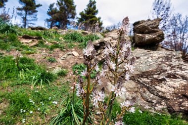 Yunanistan 'ın Penteli Dağı' ndaki kayalık uçuruma karşı çimenli tarlalarda büyüyen beyaz çiçekler.