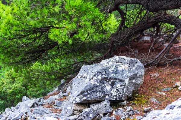 Kışın Penteli Dağı Ndaki Kayalar Taşlar Bitkiler Penteli Atina Nın — Stok fotoğraf