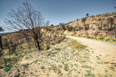 Büyük bir orman yangınından sonra ölü ağaçlar ve ölü ormanlar. Yanmış dağda yanmış ağaçlar. Vahşi yangınlardan sonra orman manzarası. Penteli, Yunanistan.