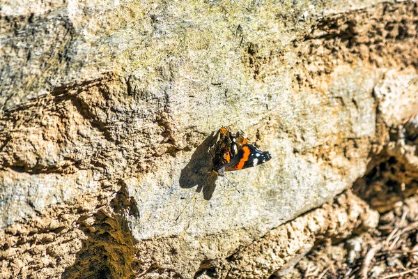 黒とオレンジと白の蝶がギリシャの岩場に休んでいます — ストック写真