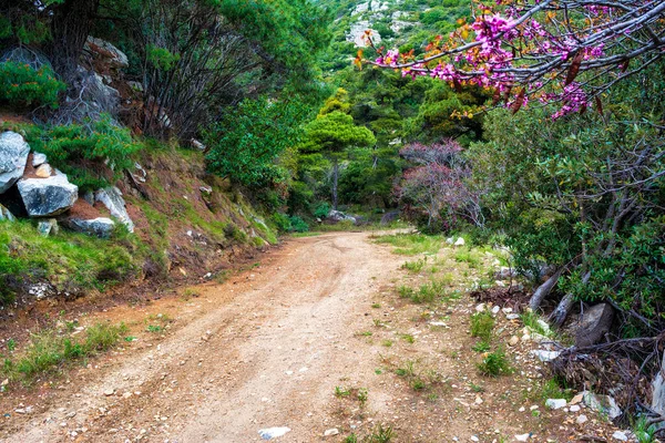Atina Yunanistan Daki Penteli Dağlık Toprak Yolu — Stok fotoğraf