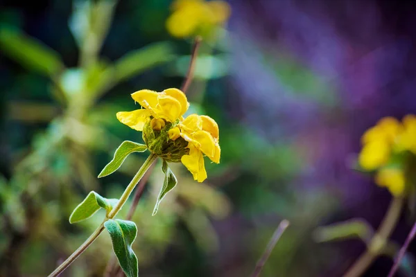 A yellow wildflower under the sun. Yellow flower in the forest on blurred background, Attica, Greece.