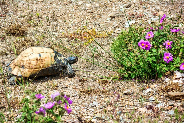 Vahşi doğada yürüyen kaplumbağanın yakın görüntüsü. Attica, Yunanistan.