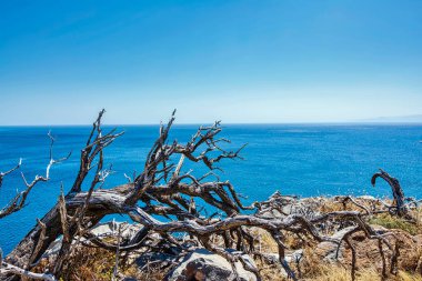Spinalonga, Girit, Yunanistan 'da deniz arka planına sahip kuru ağaç.