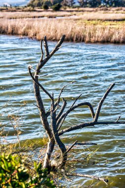 Gialova gölü, Messinia, Yunanistan 'da suda kurumuş ağaç dalı.