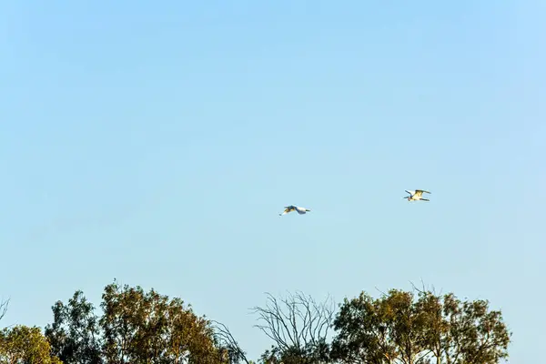 Reiher Fliegen Über Die Gialova Lagune Auf Der Suche Nach — Stockfoto
