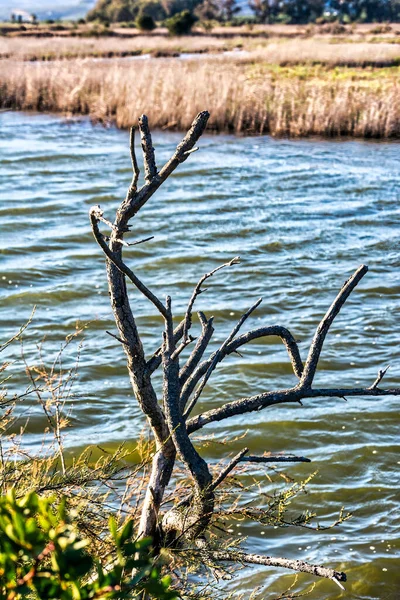 Gialova gölü, Messinia, Yunanistan 'da suda kurumuş ağaç dalı.